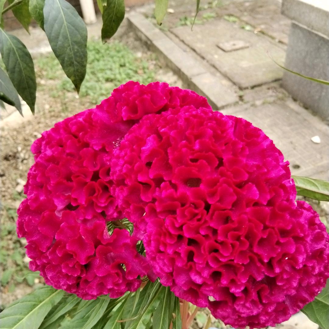 伤心的人好心烦