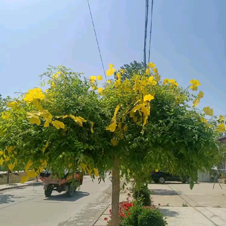 网络世界（河南婚介哥）