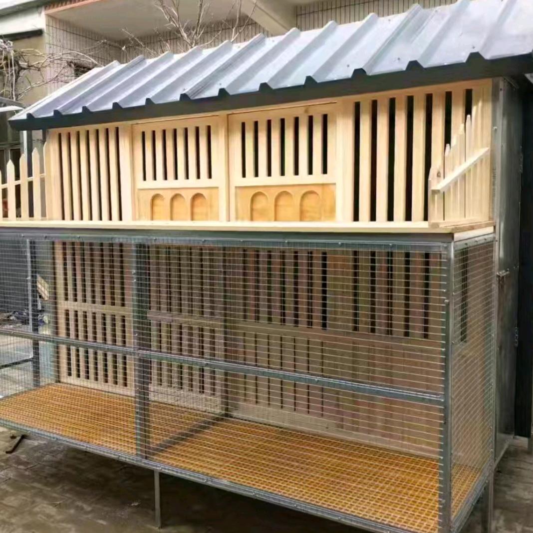张丽鸽具