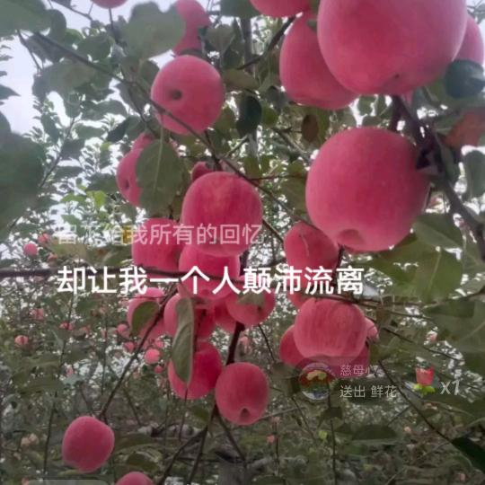 🌾🌾缘份🌾🌾