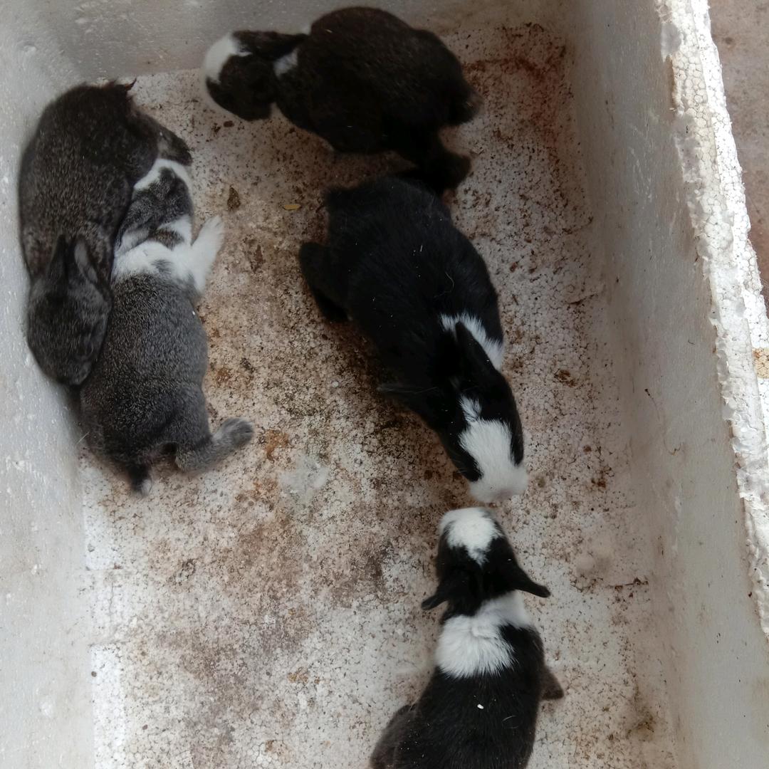 卢刚，刚哥