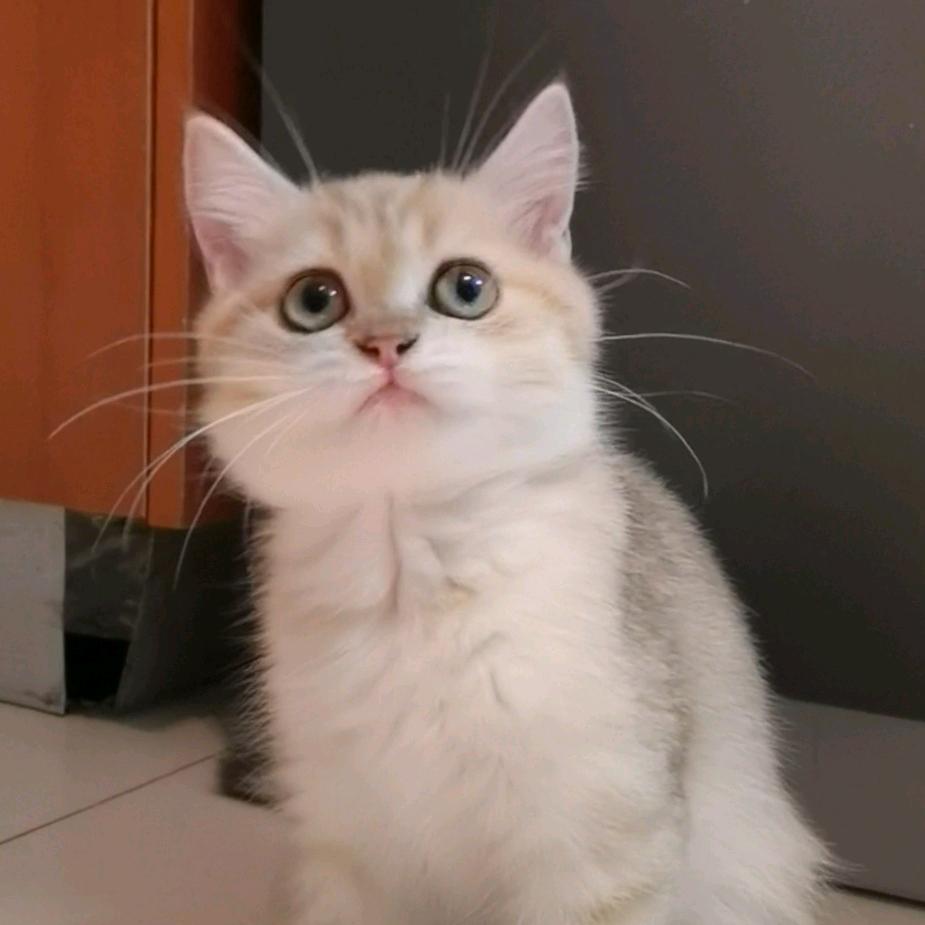 翻斗花园的金翠花