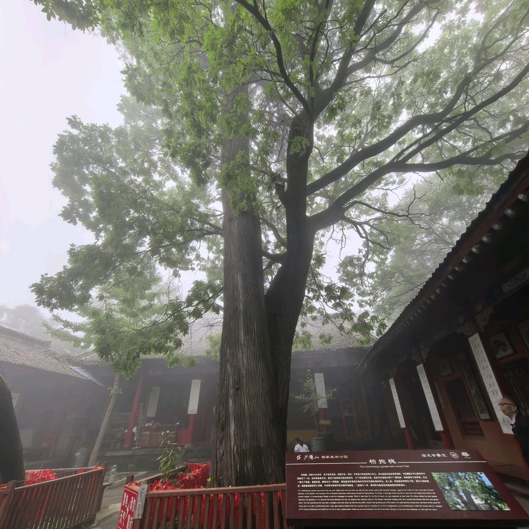 风吹草动头像