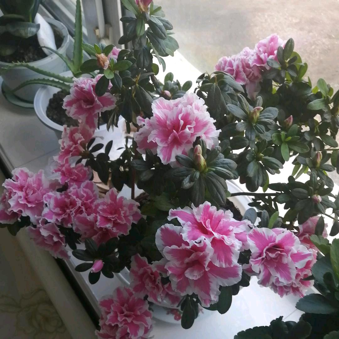 清风🌸