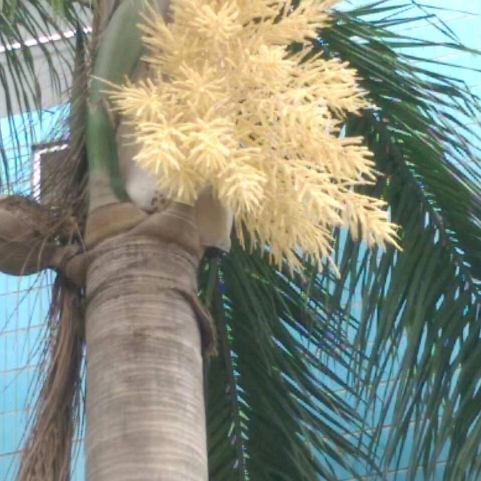平果六