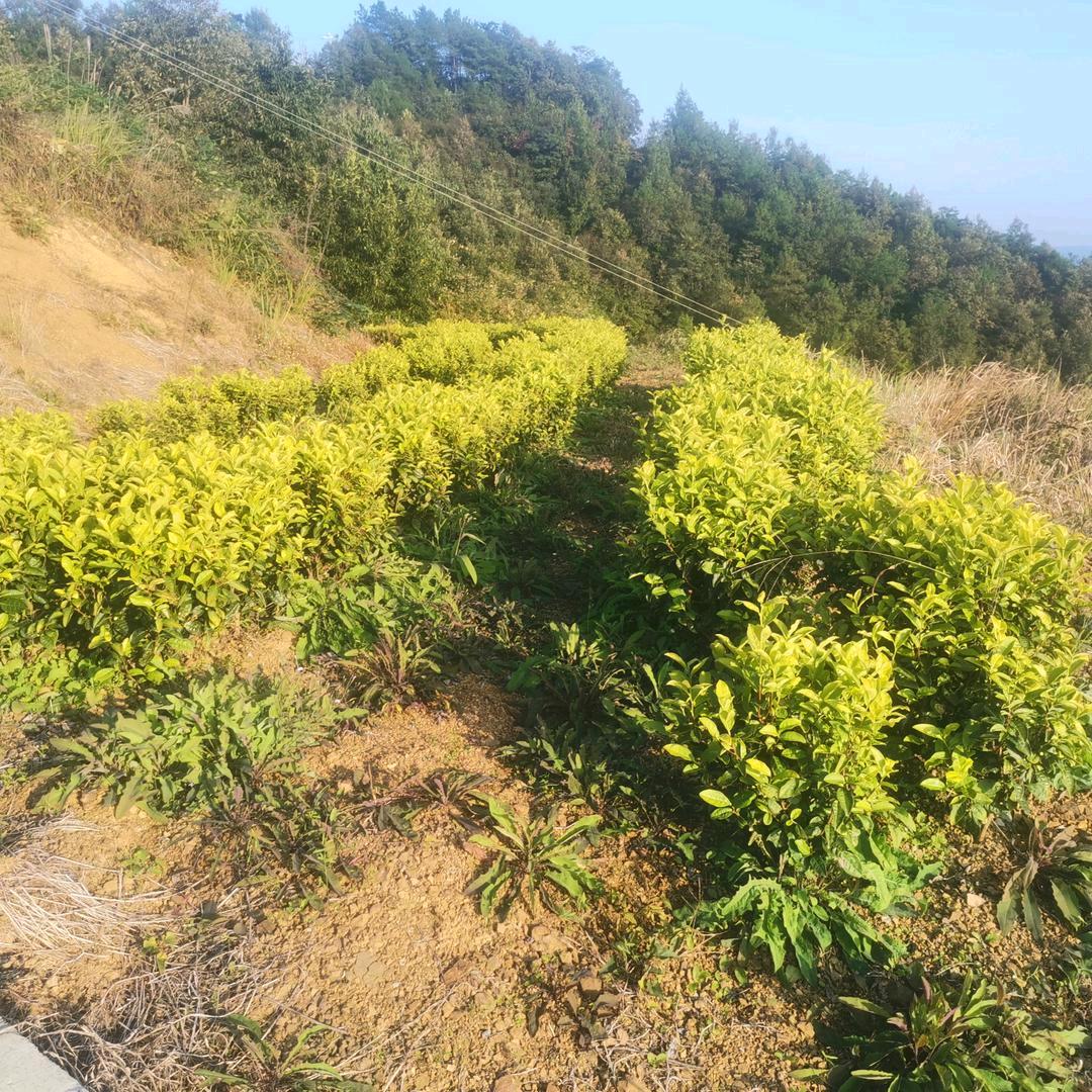 农家奎哥
