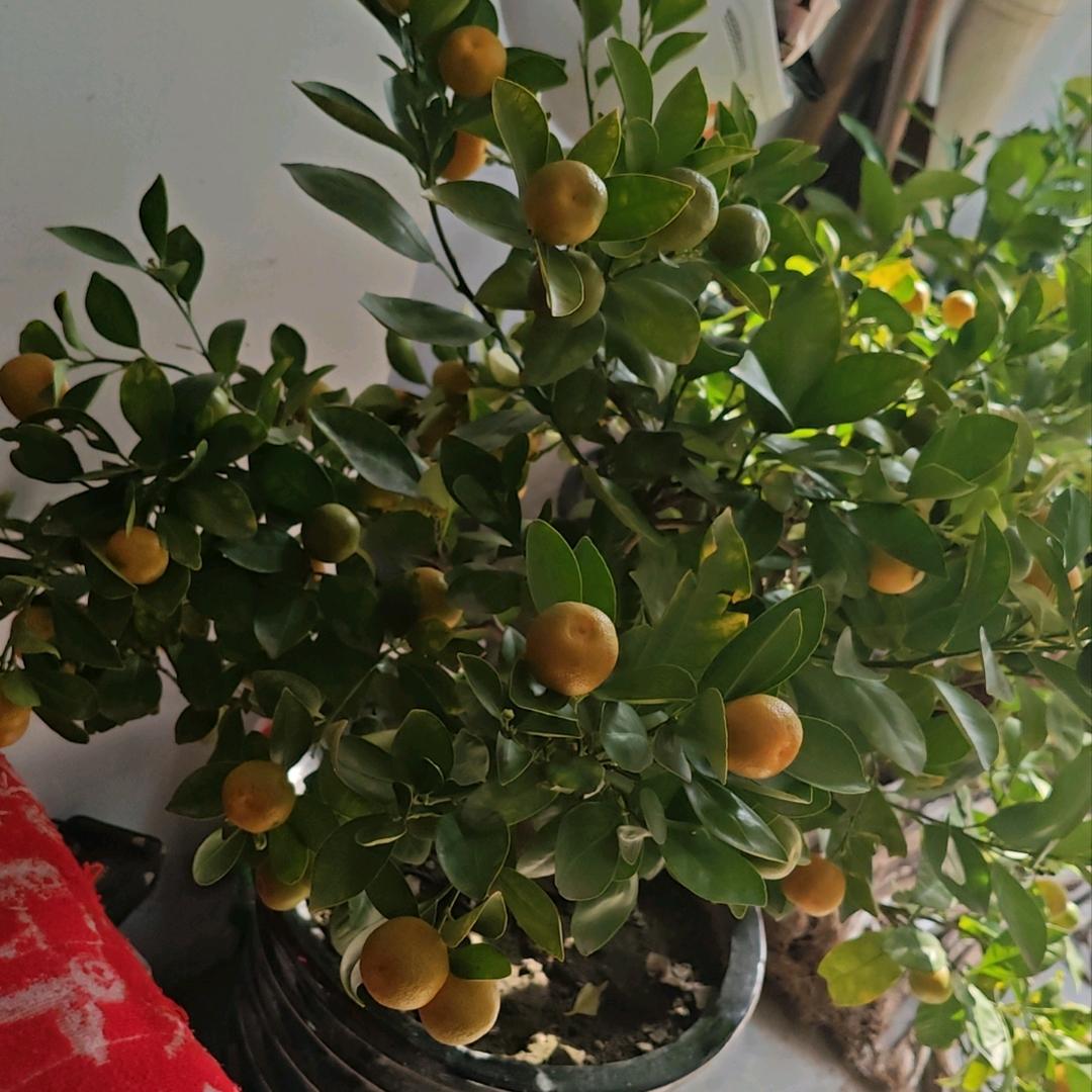 顺顺利利过好每一天