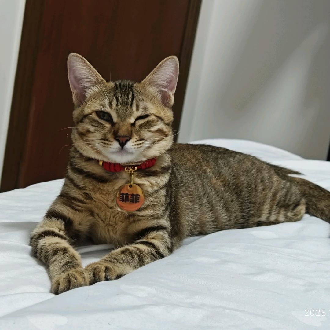 博士猫菲菲