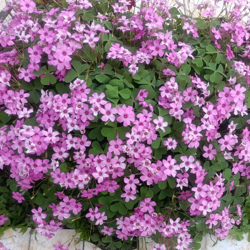 用户α梦醒时分α