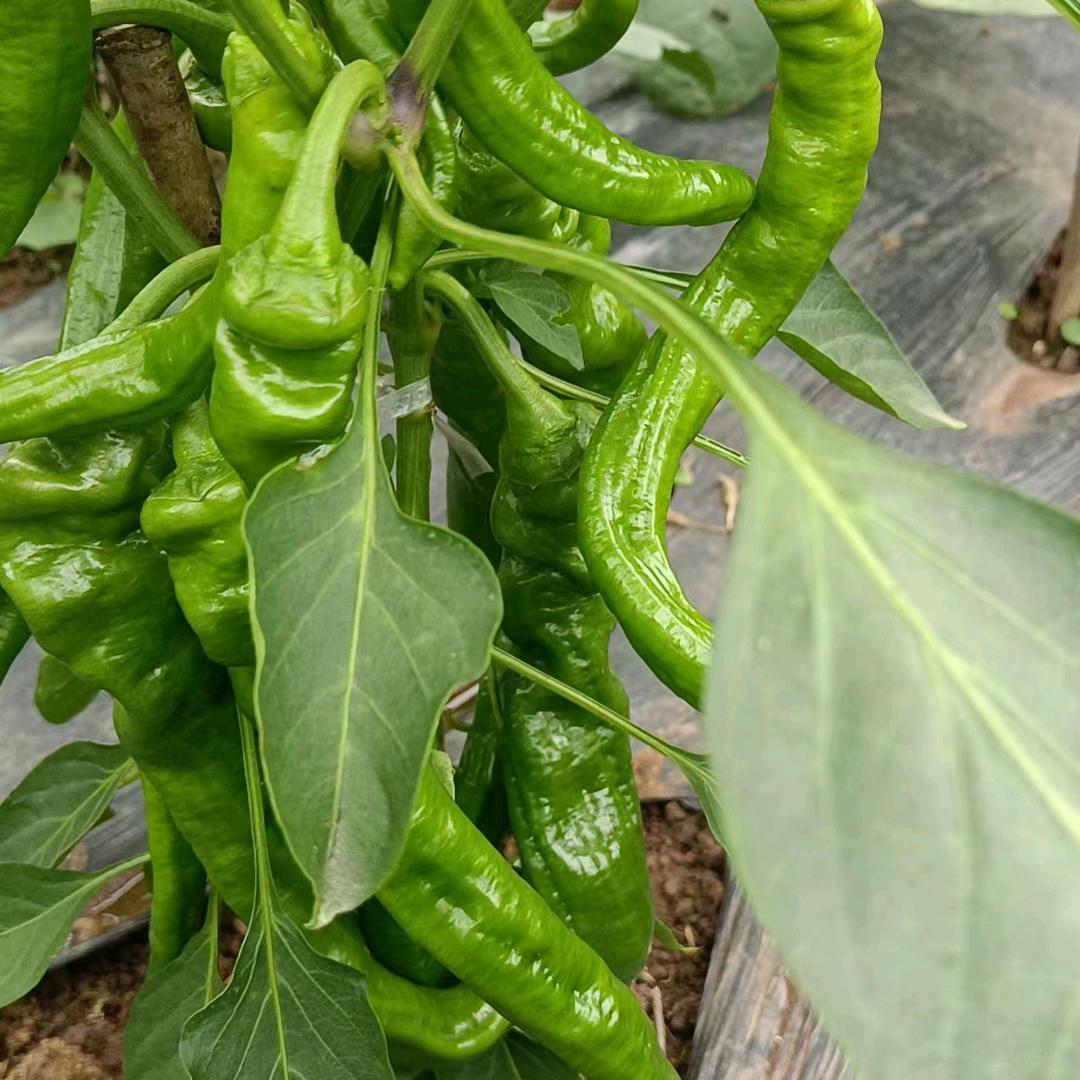 卖菜大姐姐