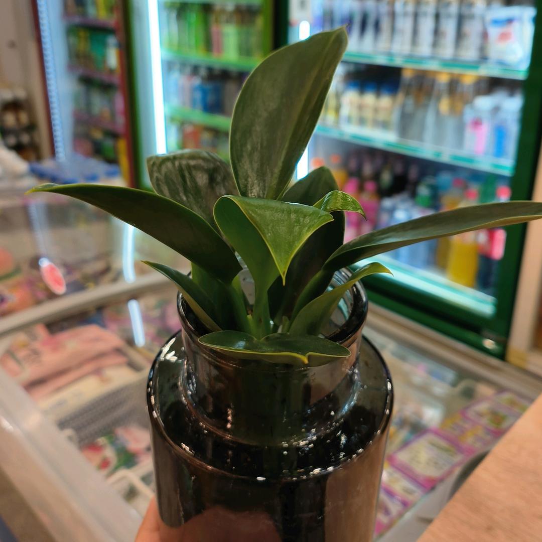 闪营烟酒