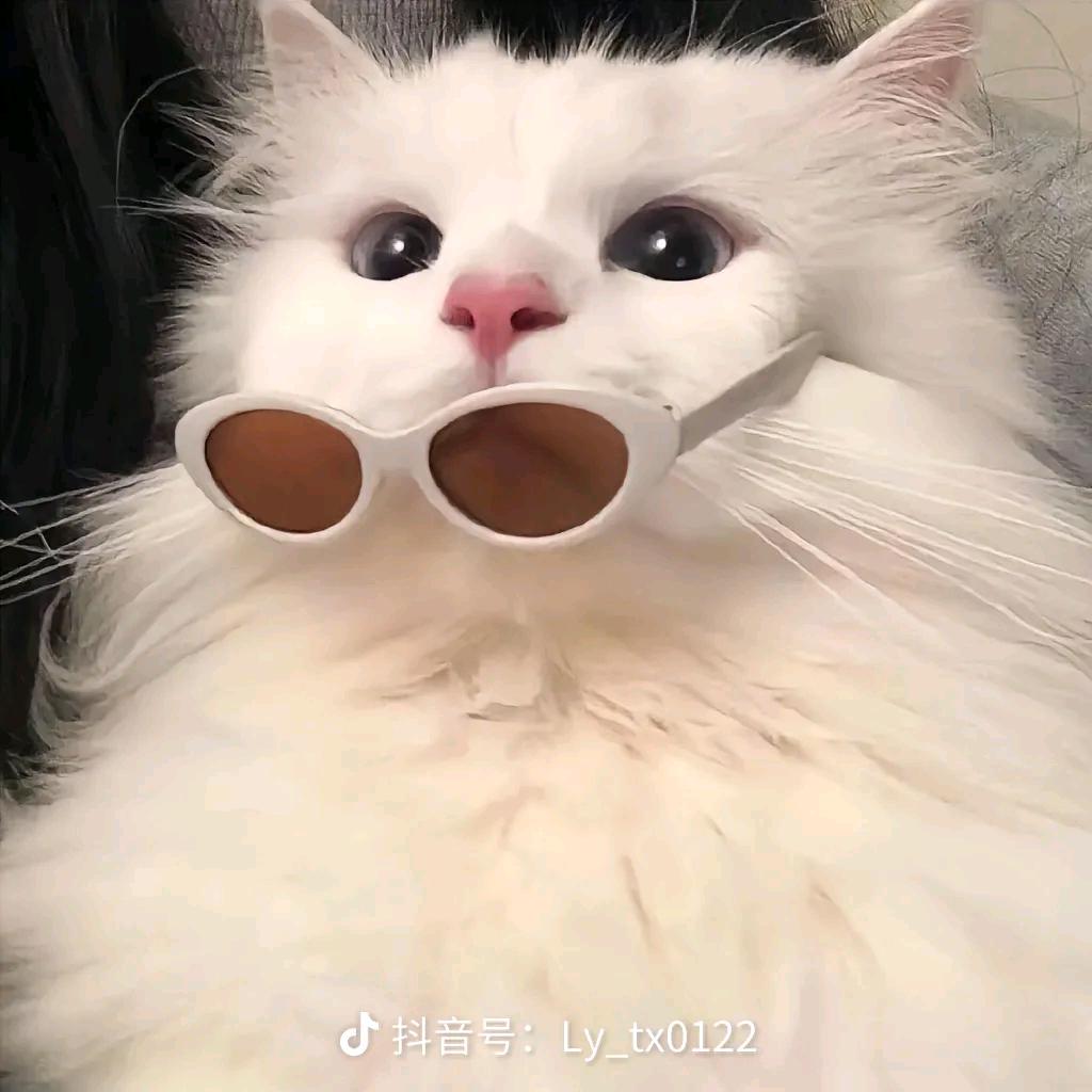 猫狗小世界