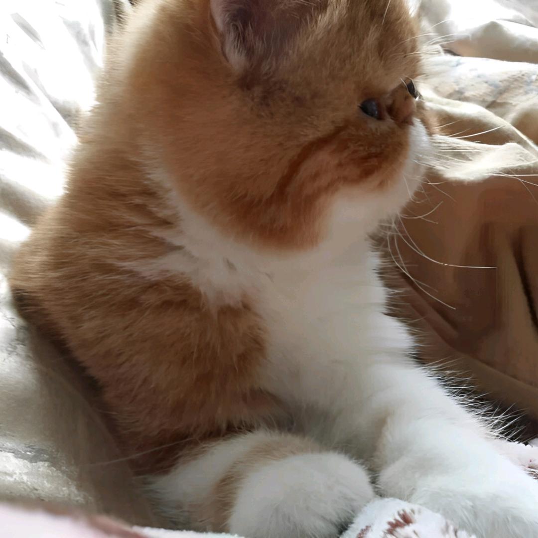 瞌睡虫