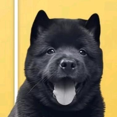 山东济圣中华田园五黑犬繁育基地