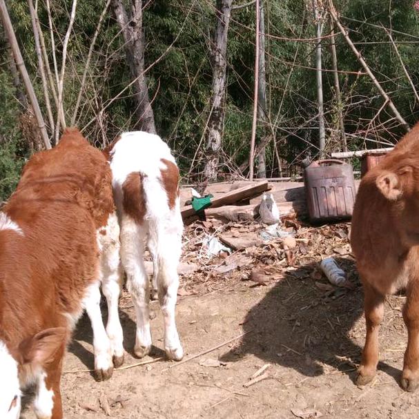 苏可志养牛人🐂大号