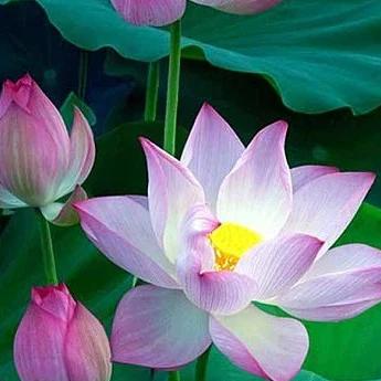 经典 同款在(橱窗)