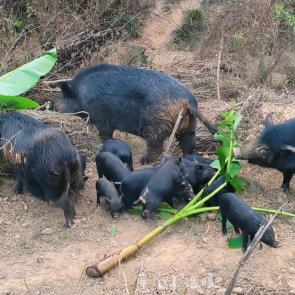 猪憨憨