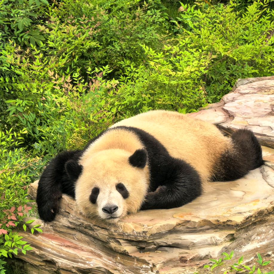 布瑞克儒浦