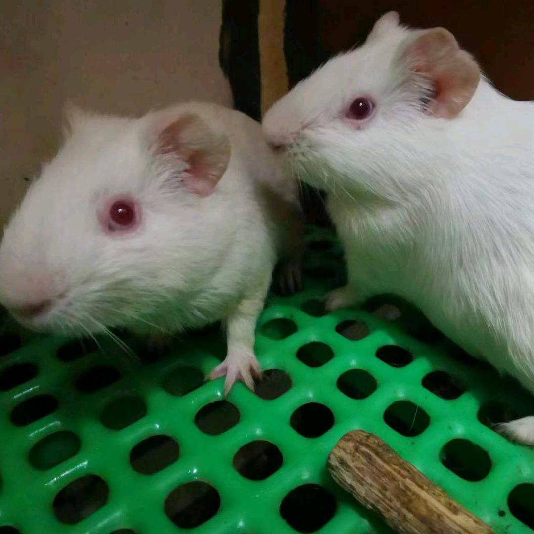 扬扬
