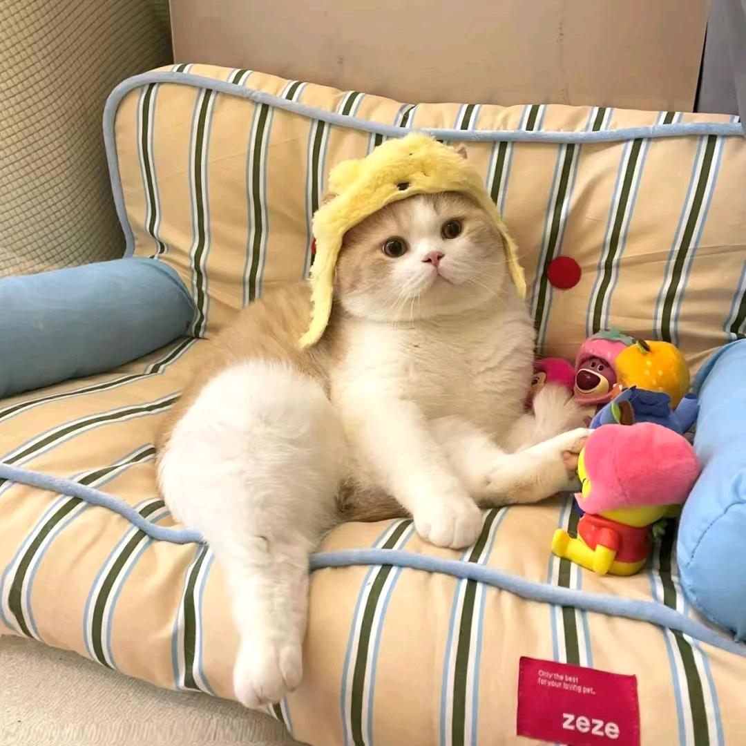 小包子