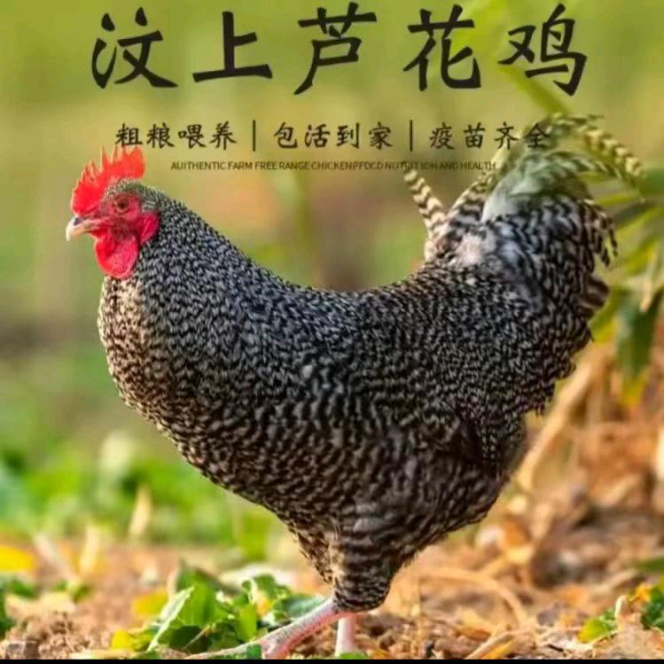 品种鸡🐔养殖基地