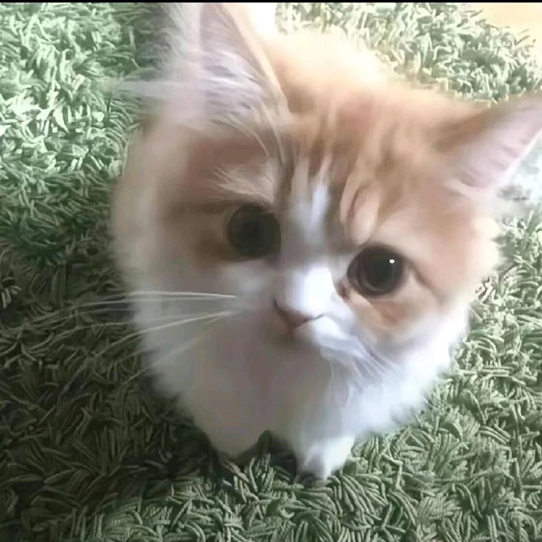 网名：？！啊哈哈哈哈哈