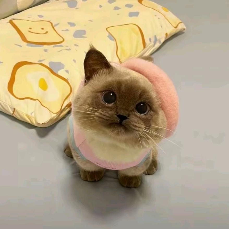 咩咩