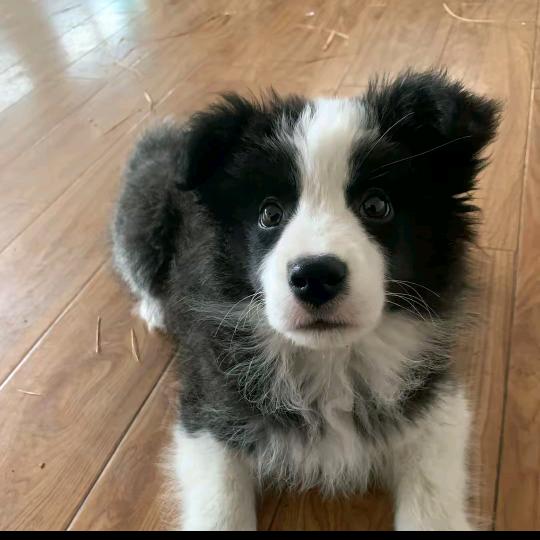 云城牧梦犬舍