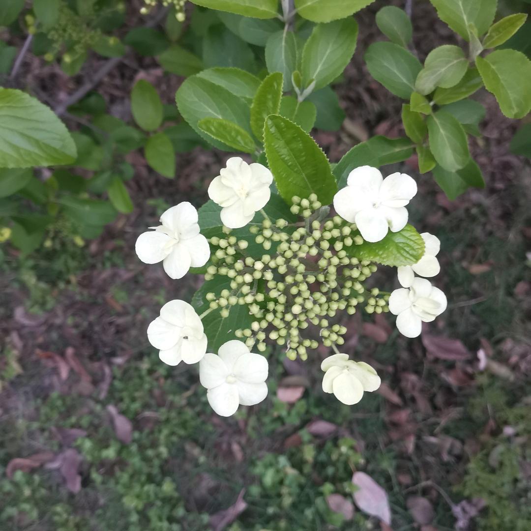 飘甜王