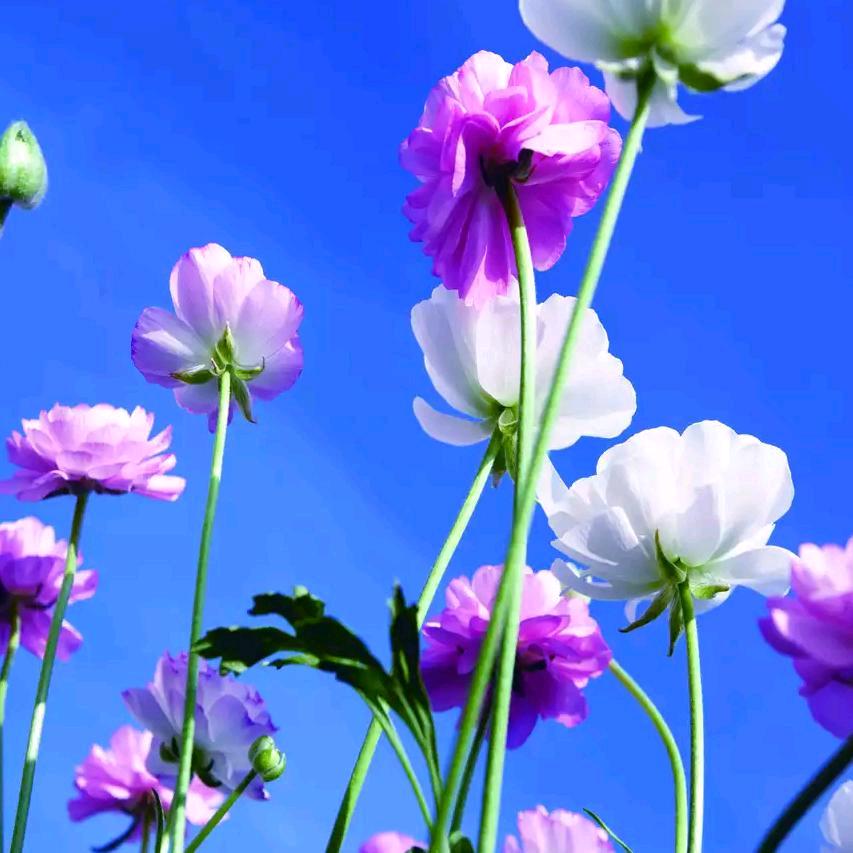 小核桃🌸