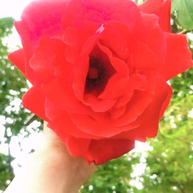 芳姐