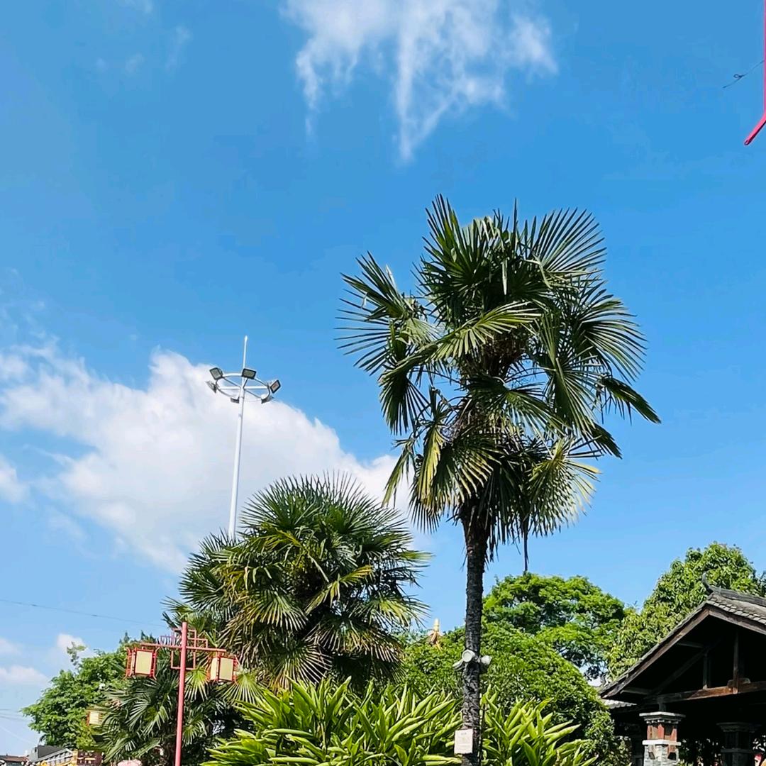 楠楠三六九