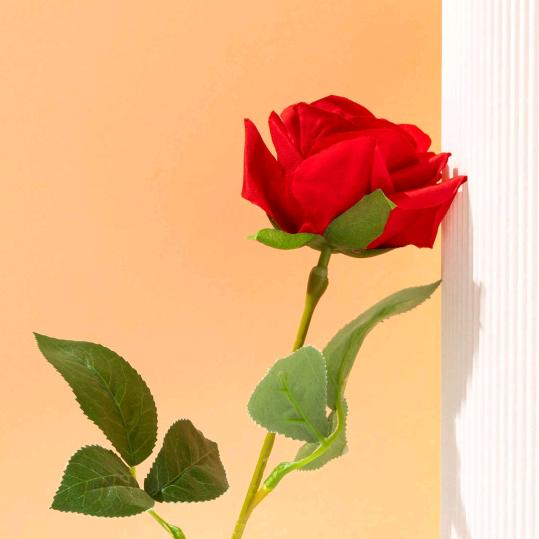 @ᥫᩣ:  Wa•͈ᴗ⁃͈ ✧ng: ᥫ