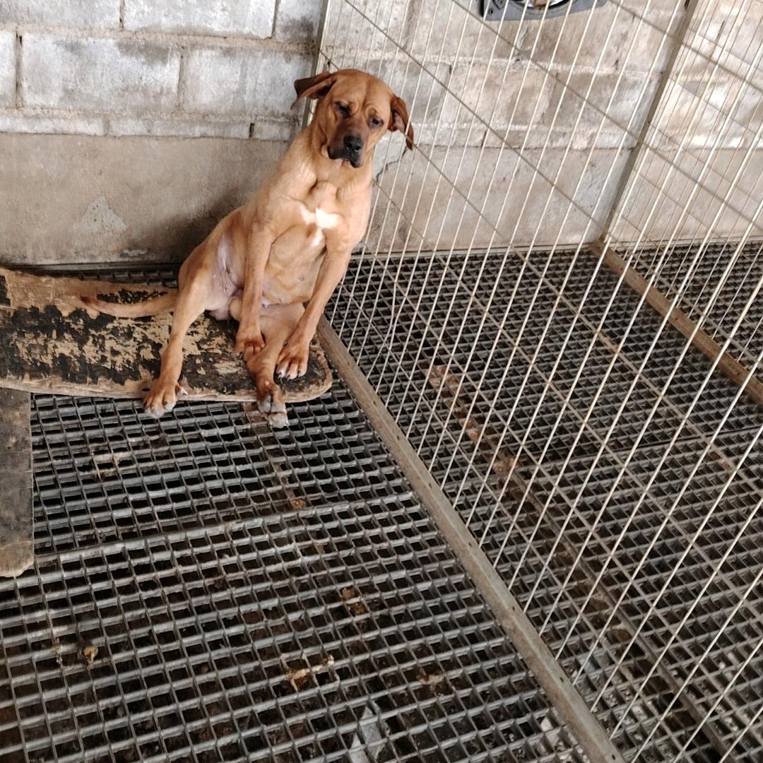 辽宁思妙肉狗养殖场
