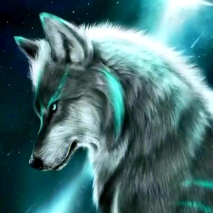 归隐避世的孤狼🐺