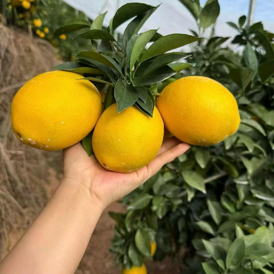 我是温柔的小可爱