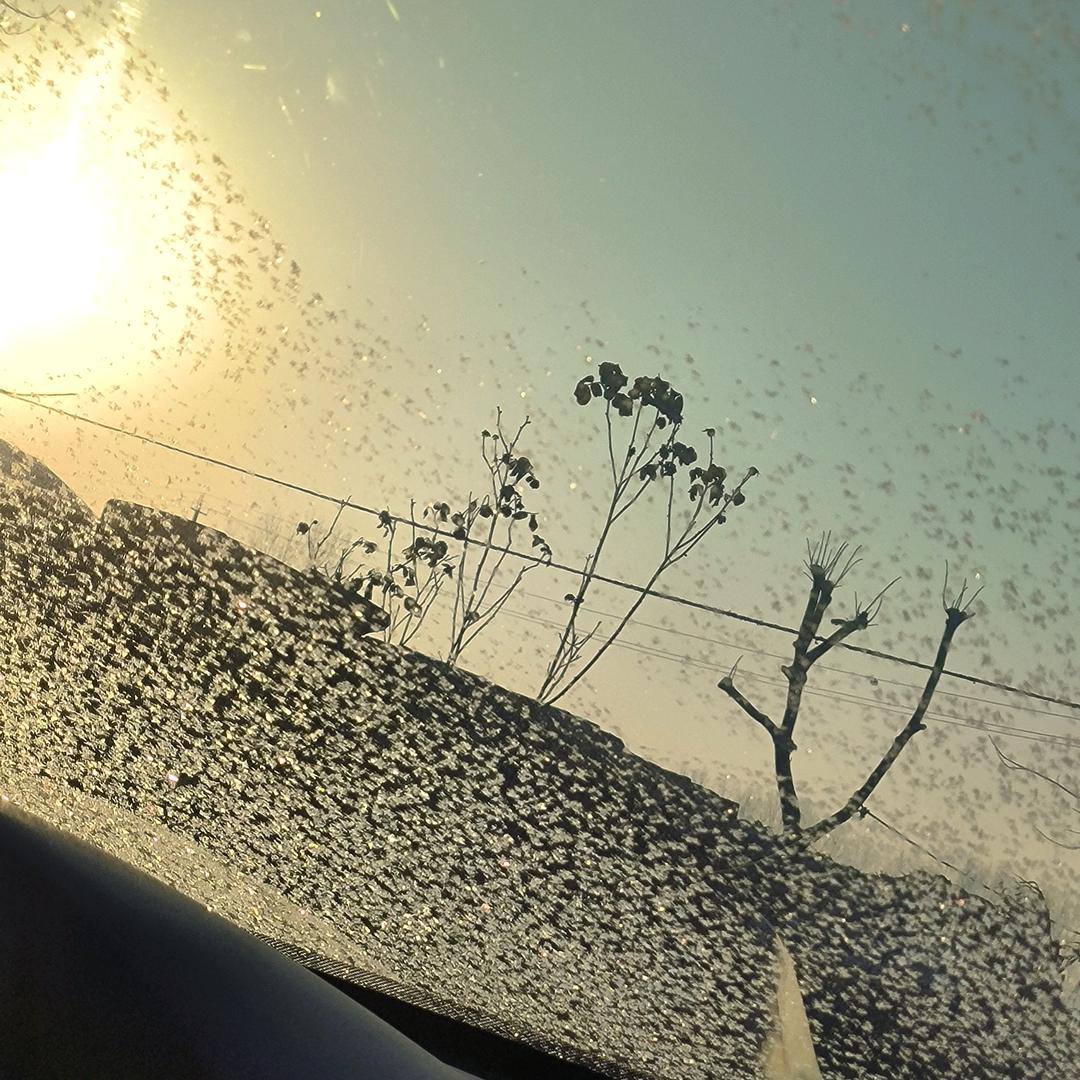 ☆向日葵🌻