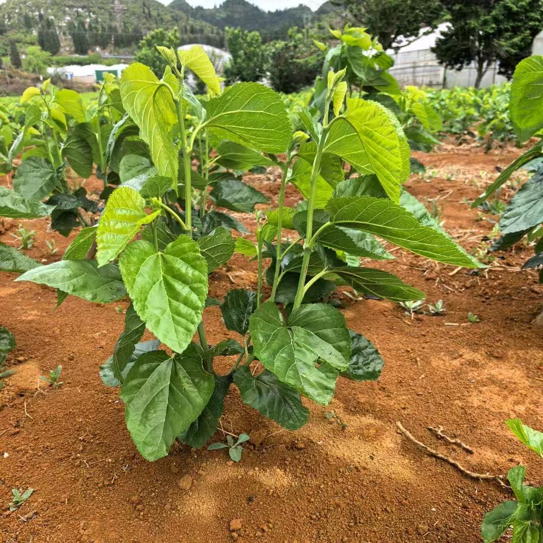 广西桑苗批发（小何）