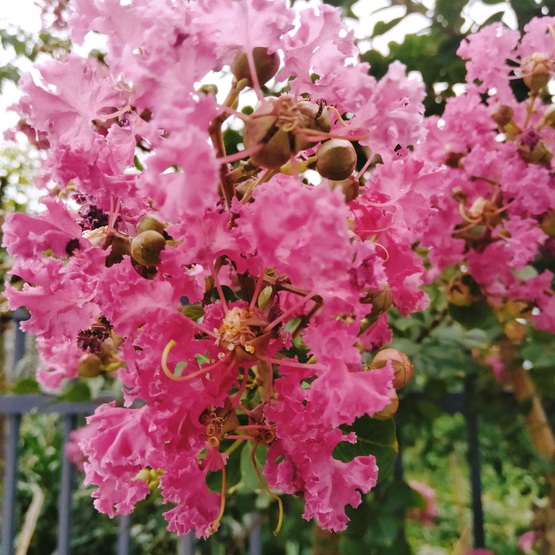 🌹珍惜🌹缘分🌹