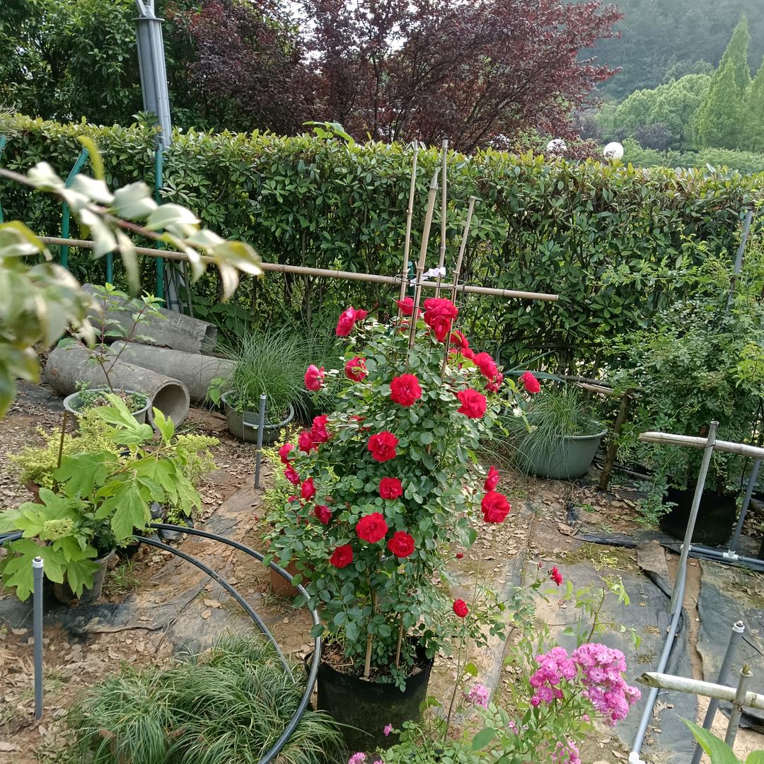 向日葵照亮你的微笑