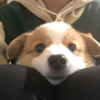 不要让小狗流泪