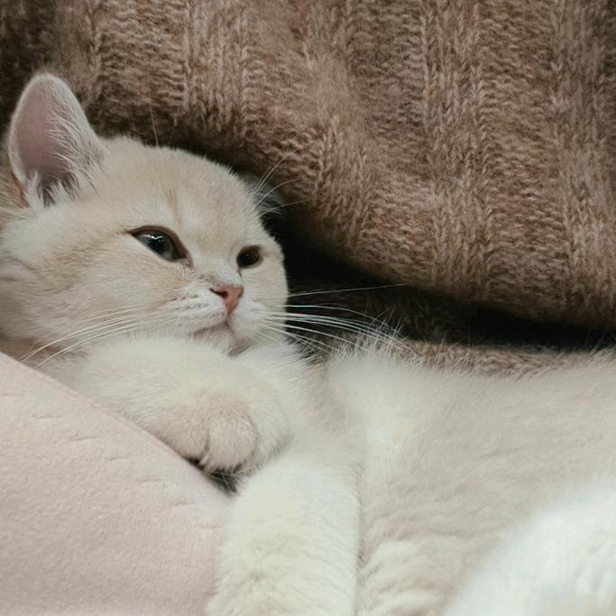 ^火星小艾_➕🎀