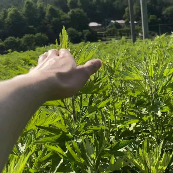 艾灸师小闵-艾灸分享