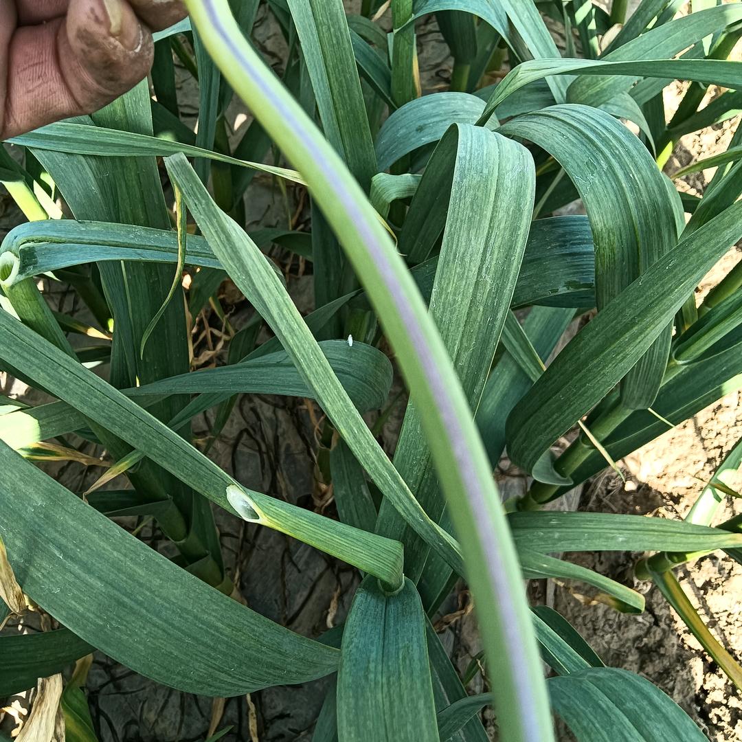 友朋之远方来15910082228