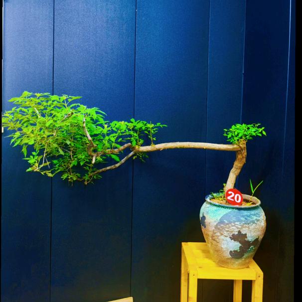 源缘花木