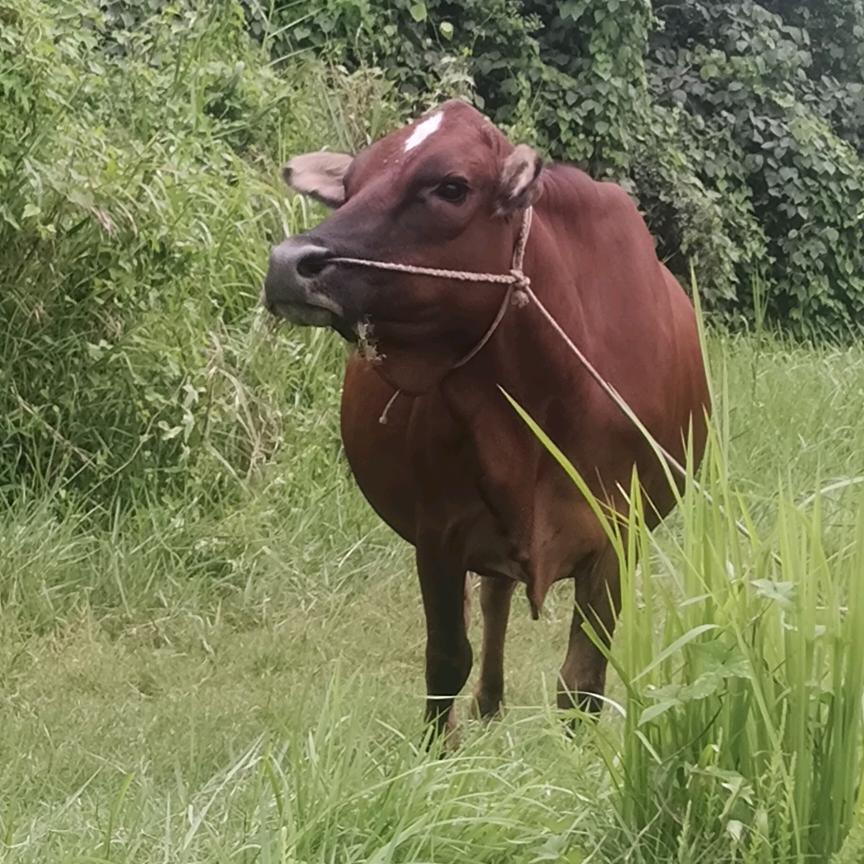 养🐮人