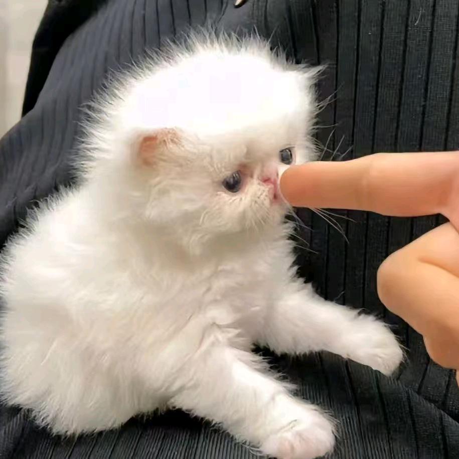 阿西吧