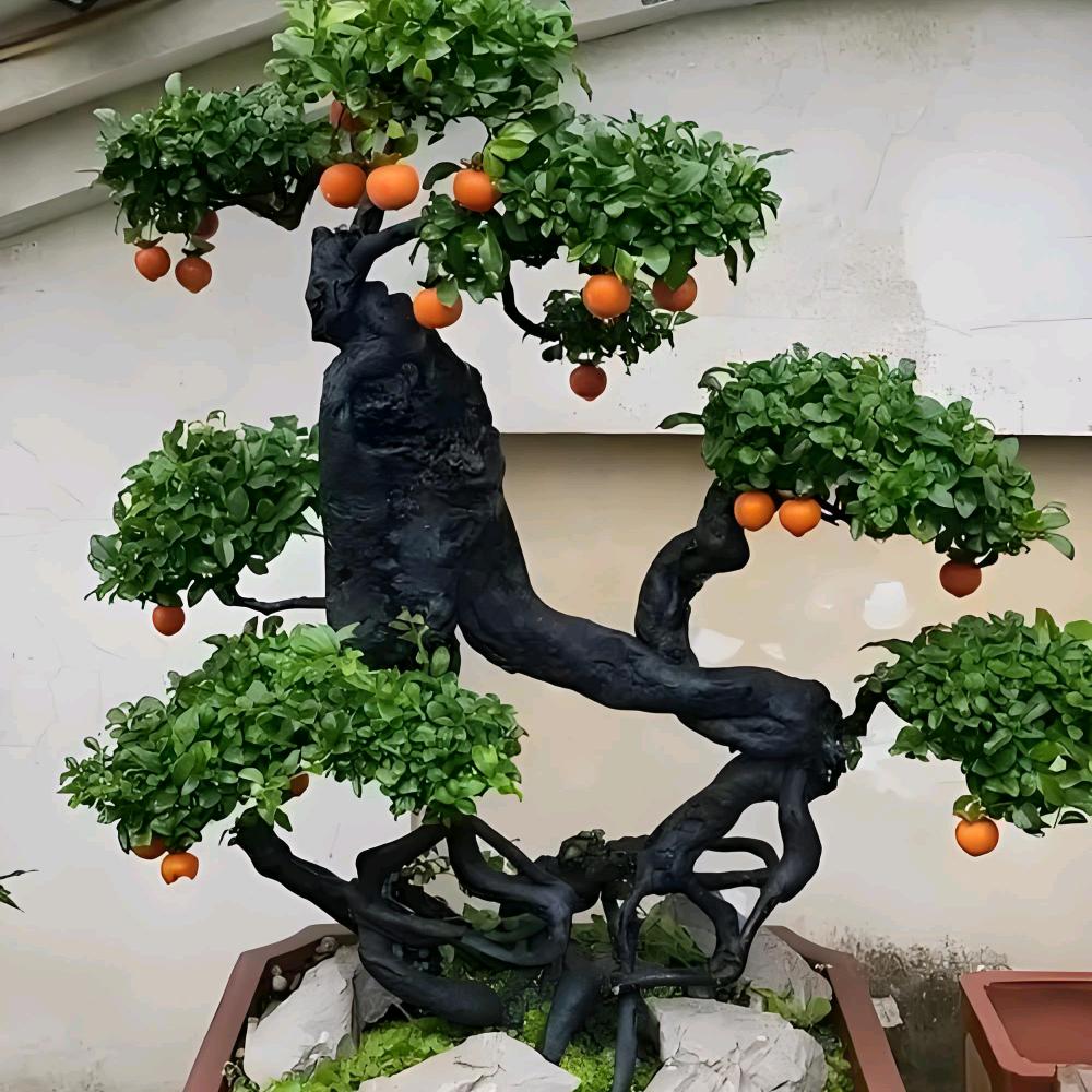 彭小妹金弹园艺