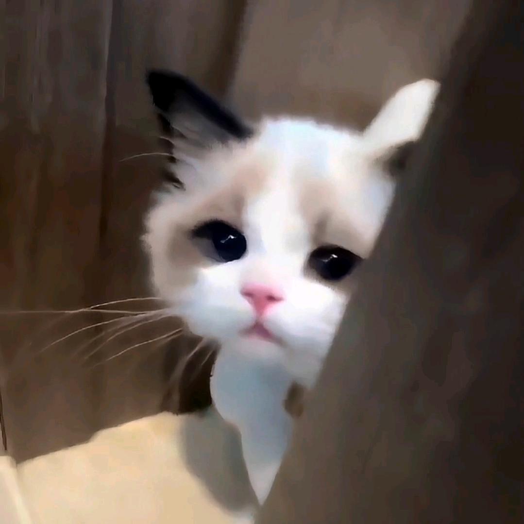 王哥讲信用
