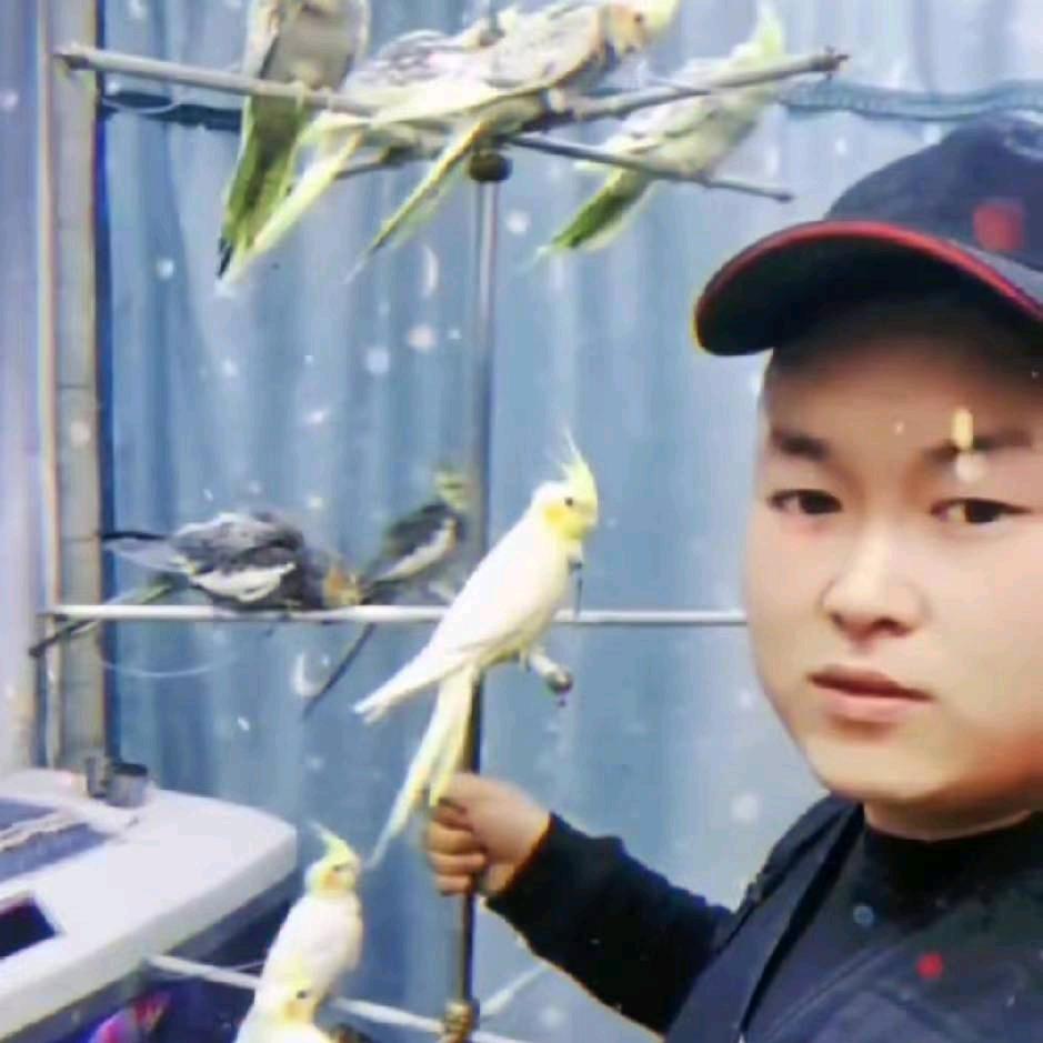 羿继鑫爱玩鸟